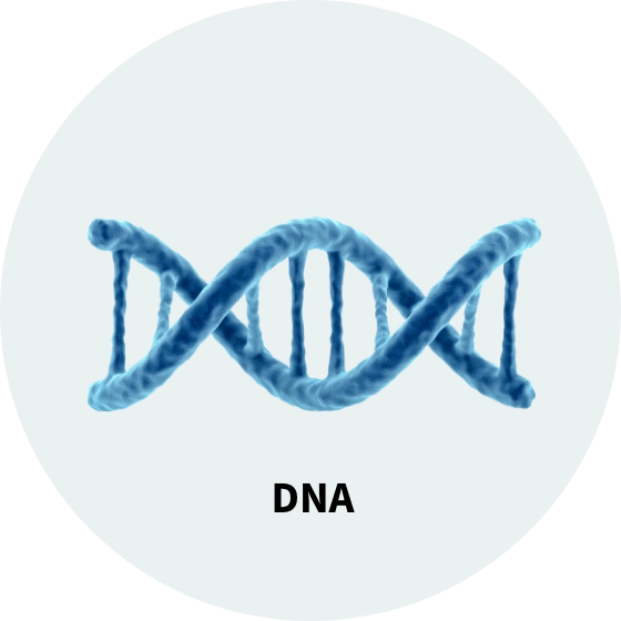 Representation of DNA strand